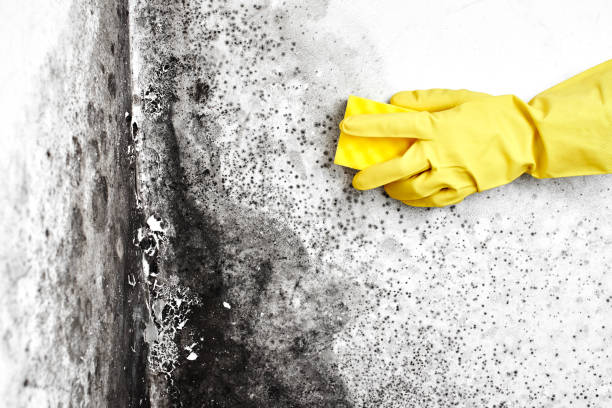 Mold Testing and Removal in Mount Jackson, VA