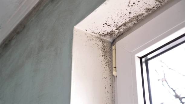 Best Mold Damage Repair  in Mount Jackson, VA