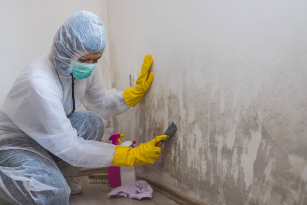 Best Mold Damage Repair  in Mount Jackson, VA