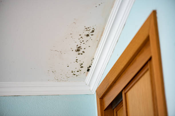 Best Office Mold Removal Services  in Mount Jackson, VA