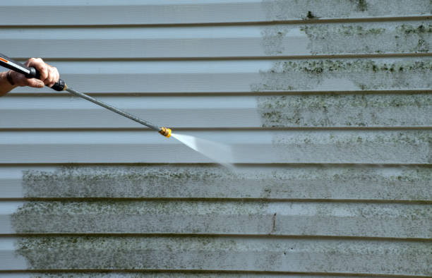 Best Commercial Mold Removal  in Mount Jackson, VA