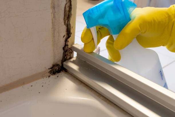 Best Mold Remediation Services  in Mount Jackson, VA