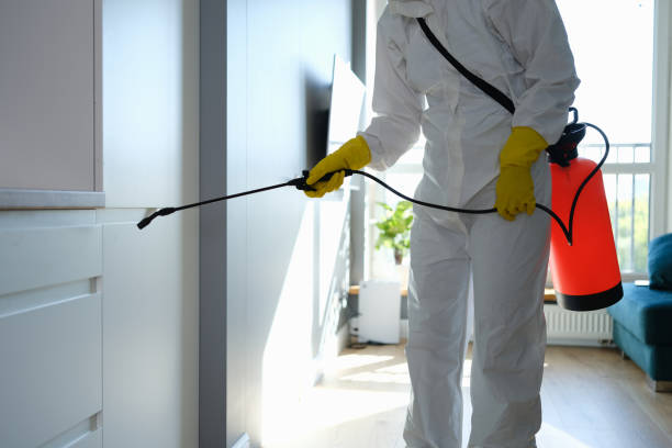 Best Affordable Mold Removal  in Mount Jackson, VA