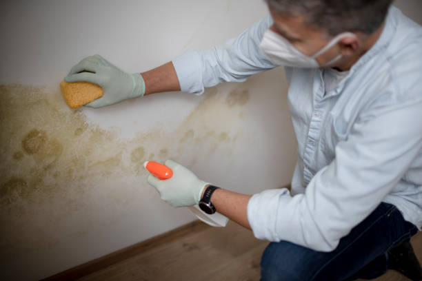 Best Local Mold Removal Service  in Mount Jackson, VA