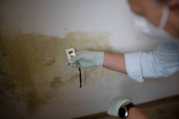 Best Mold Removal Company Near Me  in Mount Jackson, VA