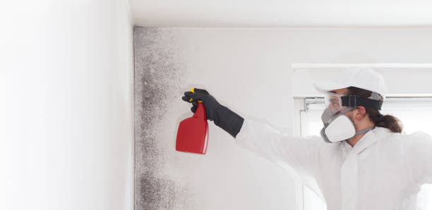 Best Professional Mold Removal  in Mount Jackson, VA