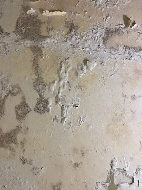 Best Black Mold Removal  in Mount Jackson, VA
