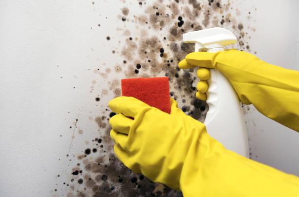 Mount Jackson, VA Mold Removal Company