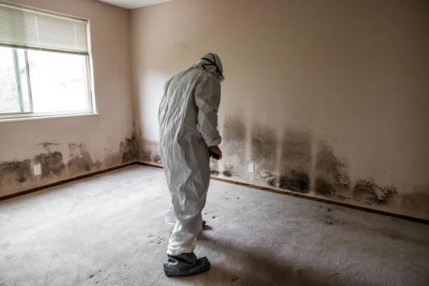 Best Commercial Mold Removal  in Mount Jackson, VA