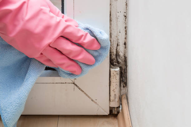 Best Crawl Space Mold Removal  in Mount Jackson, VA
