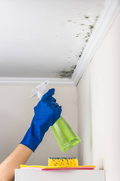 Best Best Mold Removal Companies  in Mount Jackson, VA