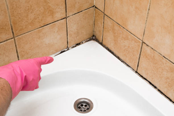 Best Attic Mold Removal  in Mount Jackson, VA